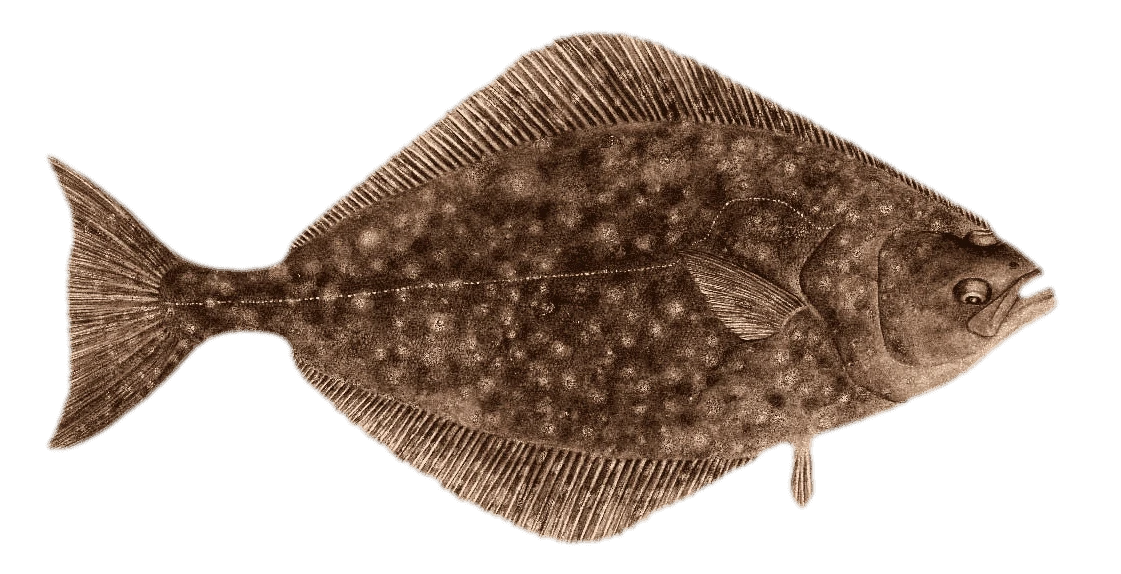 halibut